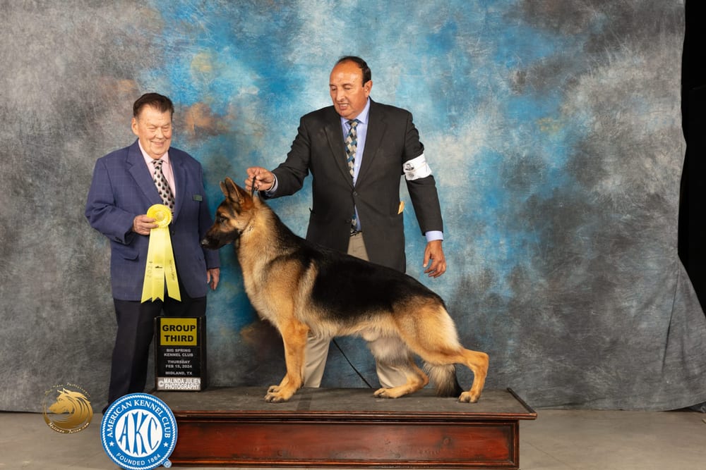 GCHG CH Pinebuck's Draco of Breauhausen TC - Sire (Father) AKC German Shepherd Houston TX