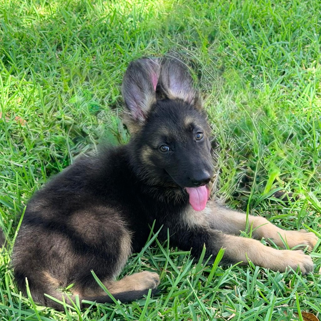 AKC German Shepherd puppy 1 Mega K-9 litter