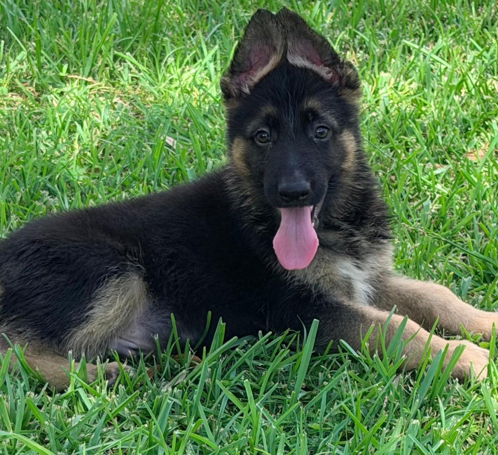 AKC German Shepherd puppy 2 Mega K-9 litter