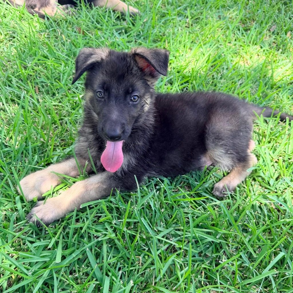 AKC German Shepherd puppy 3 Mega K-9 litter