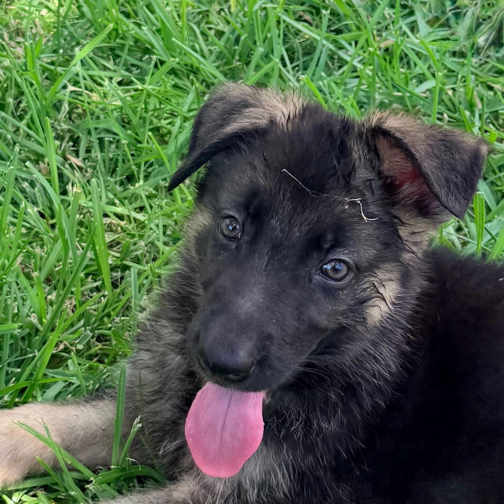 AKC German Shepherd puppy 4 Mega K-9 litter