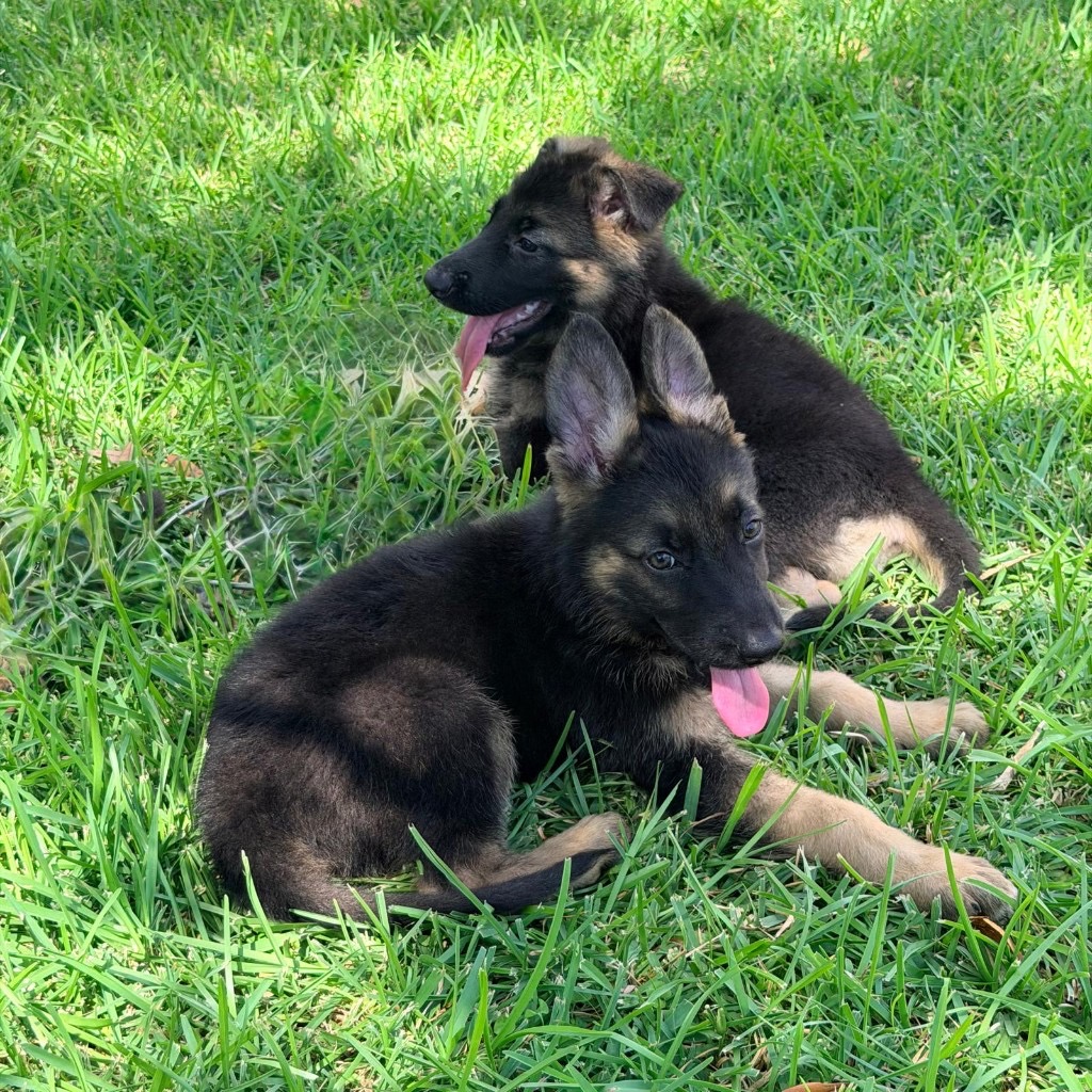 AKC German Shepherd puppy 5 Mega K-9 litter