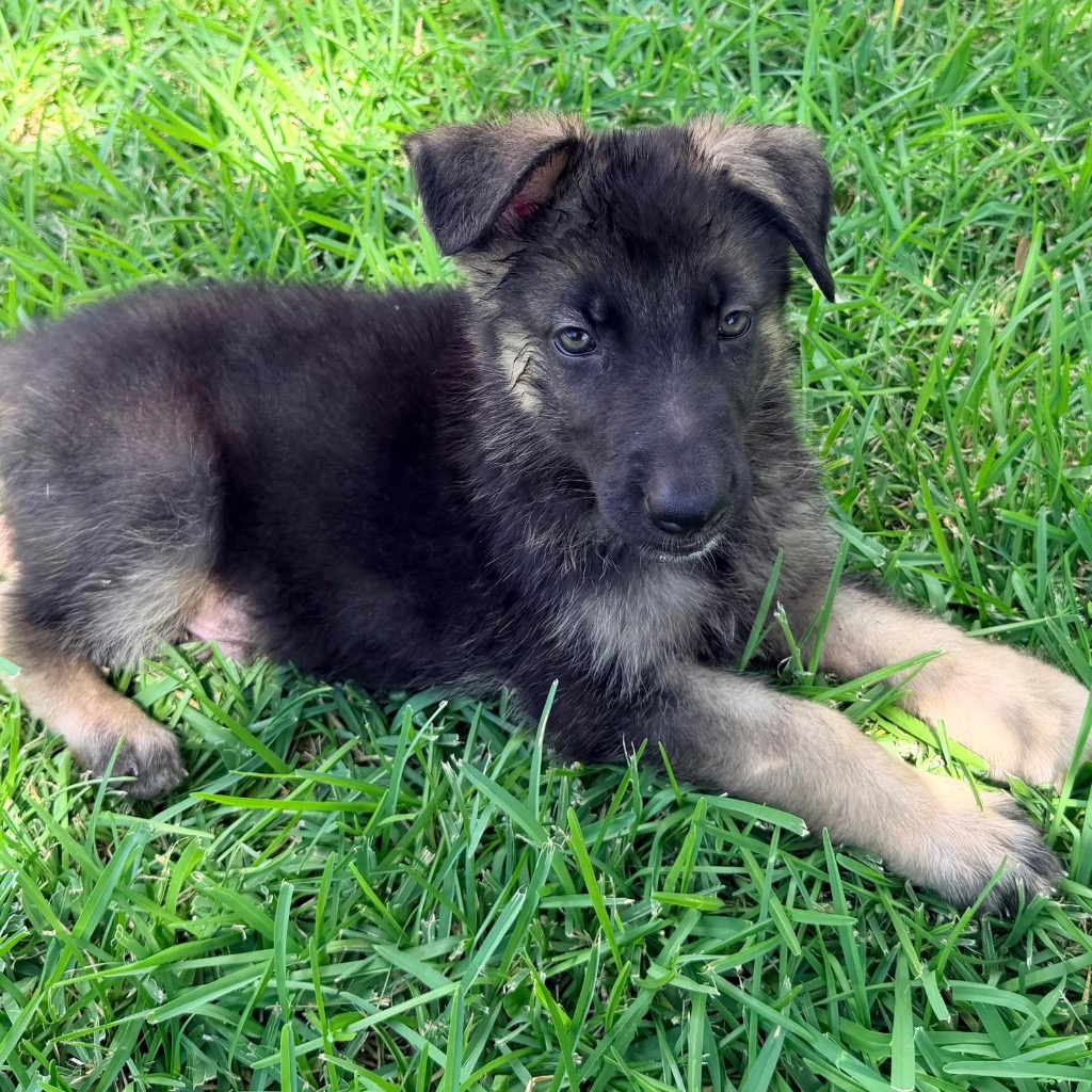 AKC German Shepherd puppy 6 Mega K-9 litter