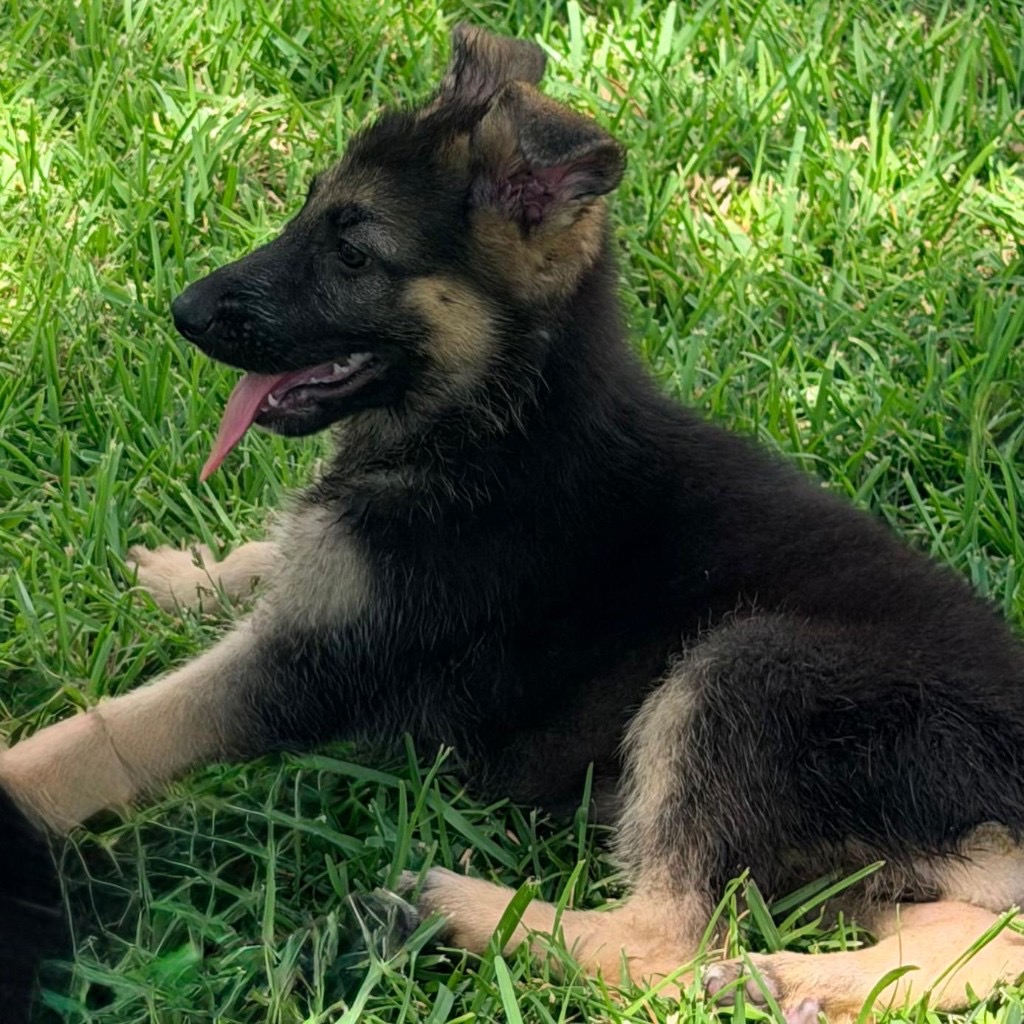 AKC German Shepherd puppy 7 Mega K-9 litter