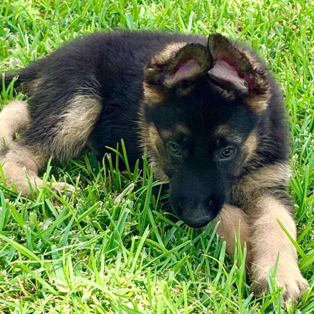 AKC German Shepherd puppy 8 Mega K-9 litter