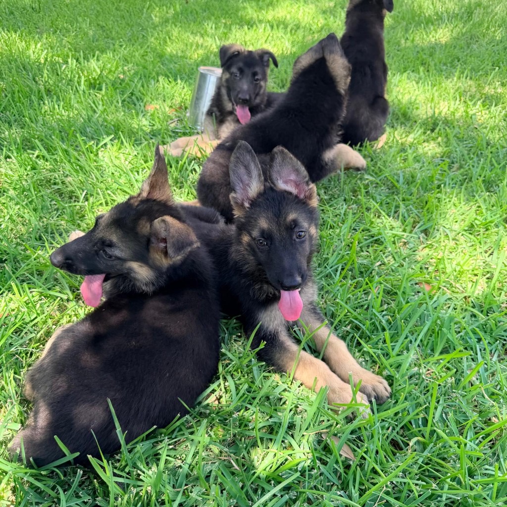 AKC German Shepherd puppy 9 Mega K-9 litter