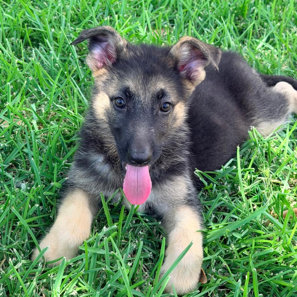 AKC German Shepherd puppy 10 Mega K-9 litter