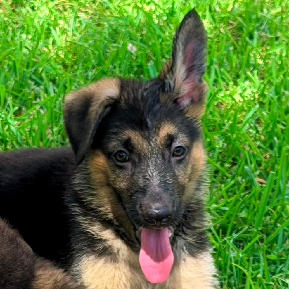 AKC German Shepherd puppy 11 Mega K-9 litter