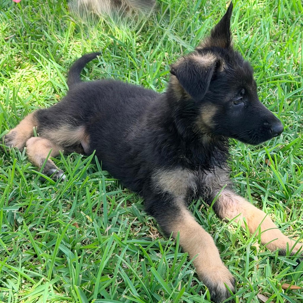 AKC German Shepherd puppy 12 Mega K-9 litter