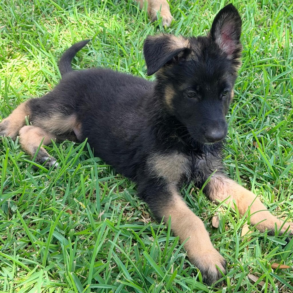 AKC German Shepherd puppy 13 Mega K-9 litter