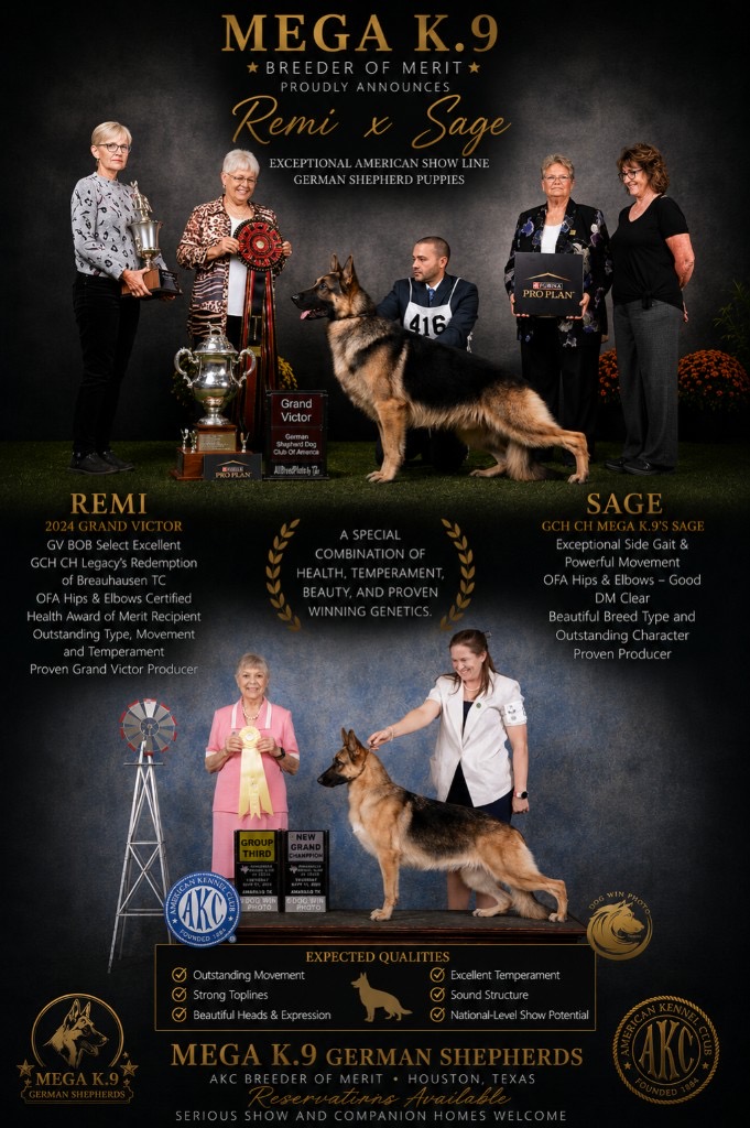 AKC German Shepherd puppy 14 Mega K-9 litter